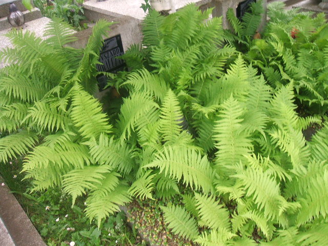 Grób Ryszard Kowalczyk