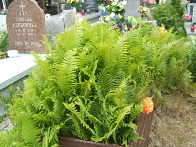  NN Szczawno Zdrój - Grobonet - Wyszukiwarka osób pochowanych