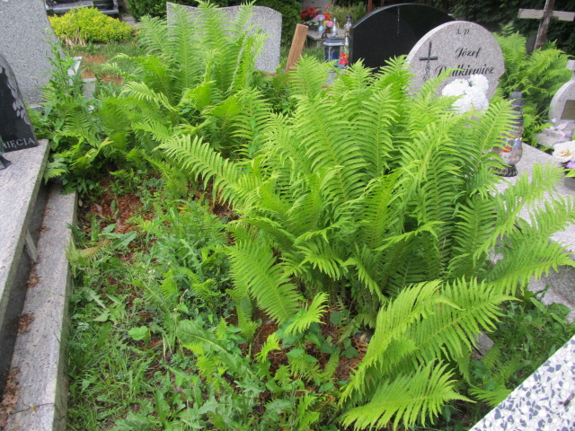 Józefa Górnicka 1918 Szczawno Zdrój - Grobonet - Wyszukiwarka osób pochowanych